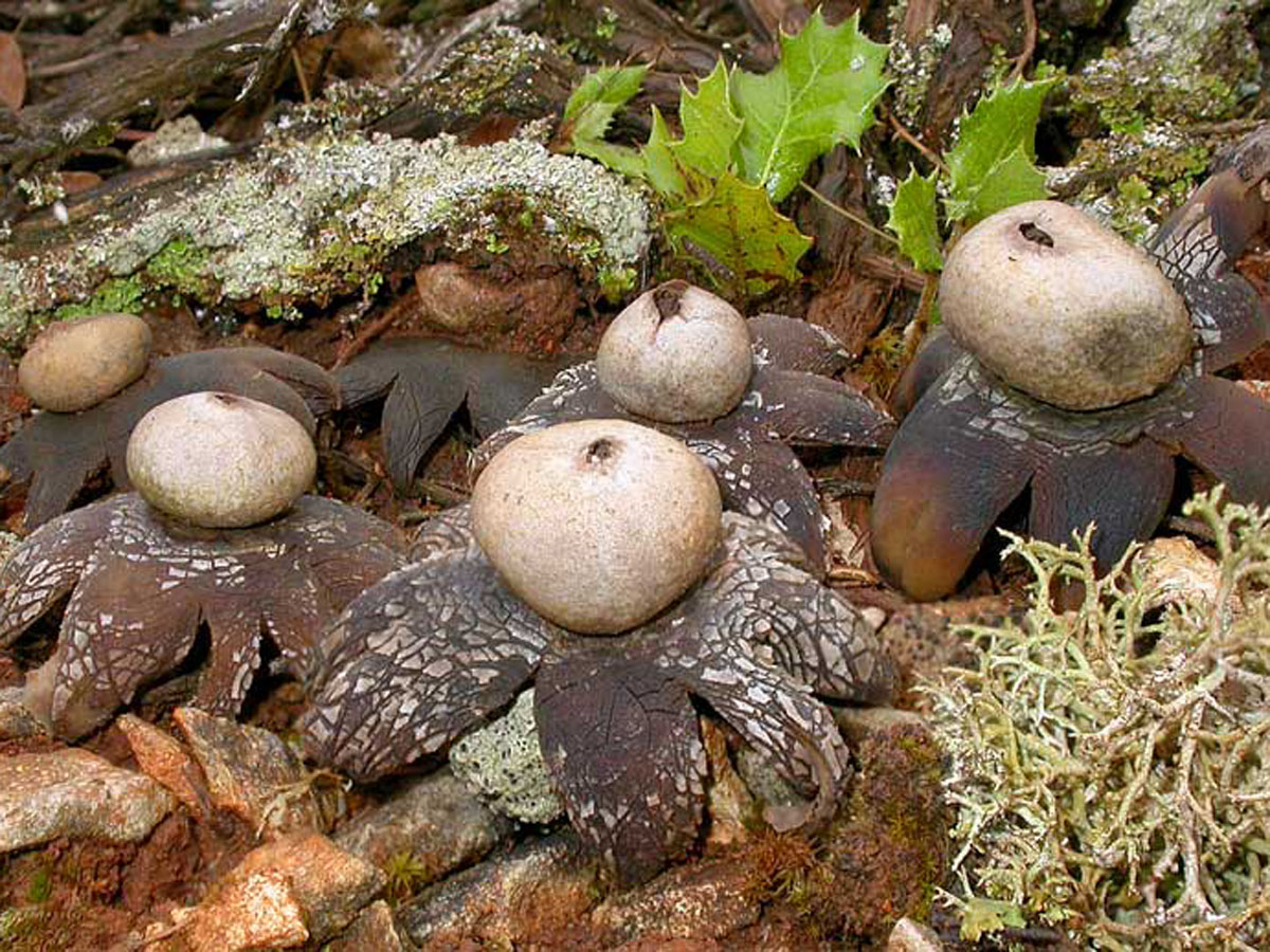 Представитель Семейства Diplocystidiaceae